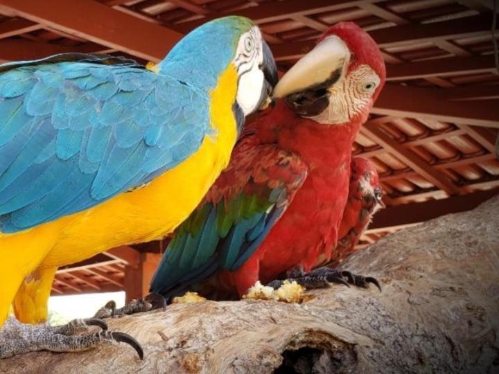 Pousada Recanto Dos Passaros Balsas Exterior foto