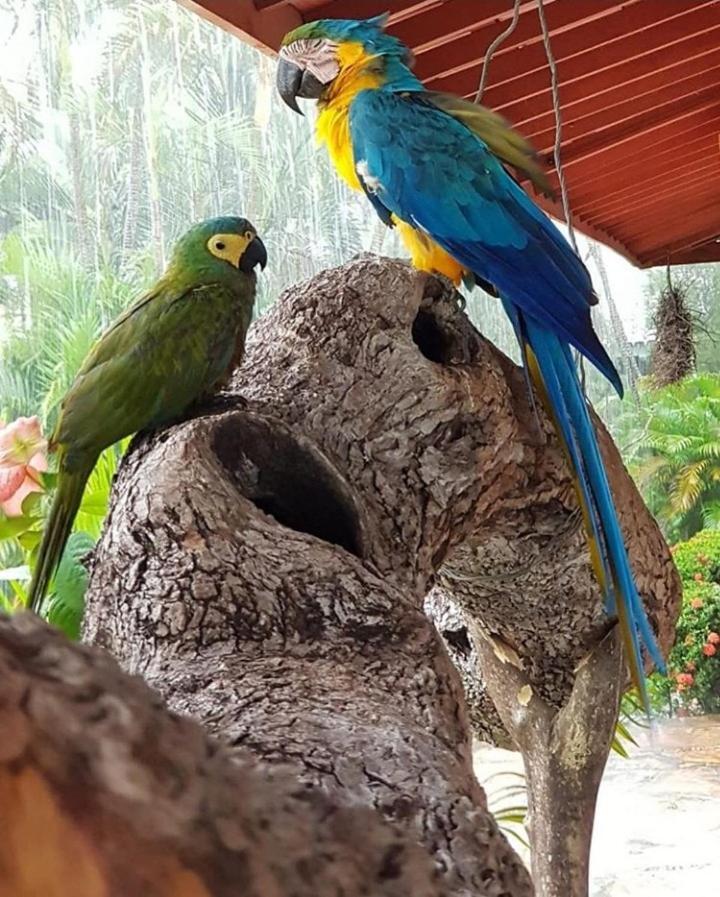 Pousada Recanto Dos Passaros Balsas Exterior foto