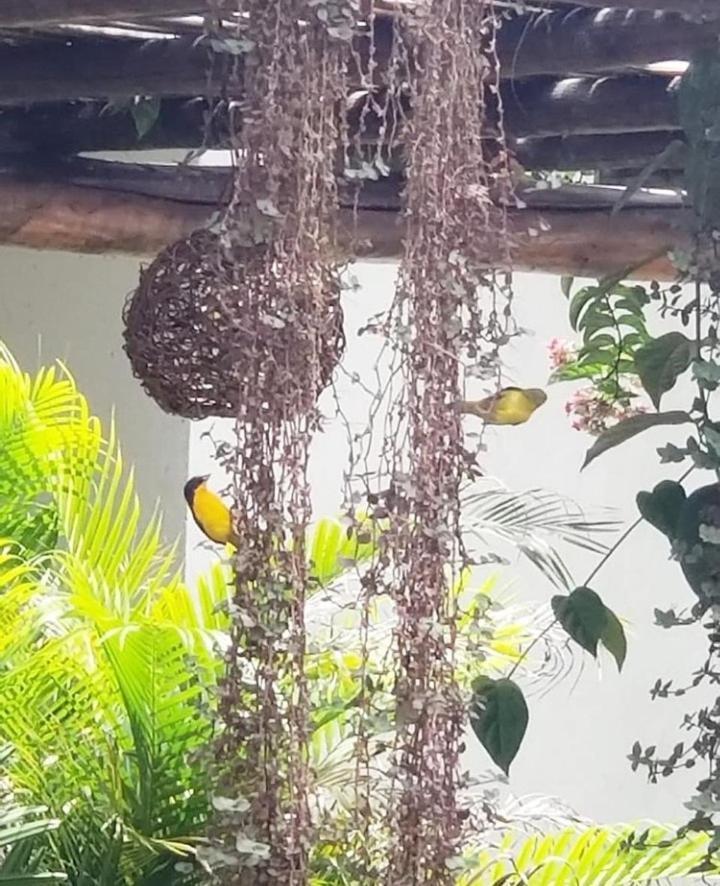 Pousada Recanto Dos Passaros Balsas Exterior foto