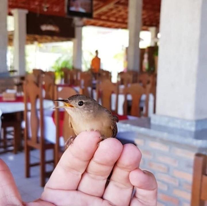 Pousada Recanto Dos Passaros Balsas Exterior foto